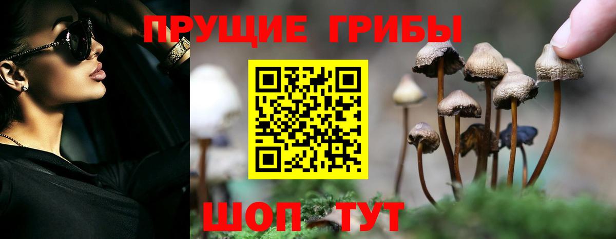 Галлюциногенные грибы Psilocybe  Вход с VPN  Щёкино 
